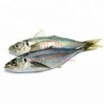 FROZEN Steamed Indian Mackerel 50x200g